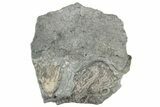 Three Fossil Crinoids (Eretmocrinus & Aorocrinus) - Gilmore City, Iowa #252445-1